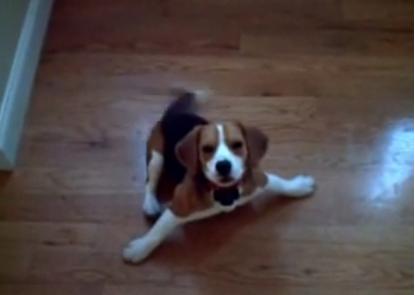 This Beagle With MLS Doesn't Let It Stop Him From Living Life!