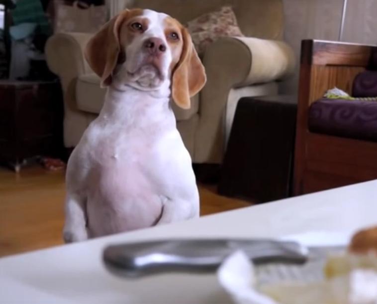 Maymo The Beagle Writes A Love Letter To Cream Puff!