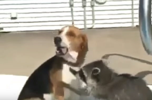 You Just Have To See The 10 Funniest Beagle Videos EVER!