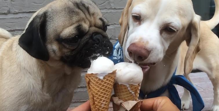 This Beagle Mix And His Pug Friend Are Enjoying Their Ice Cream Together!