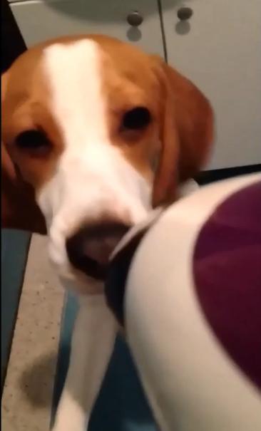 Video: Beagle Puppy Vs Hair Dryer!