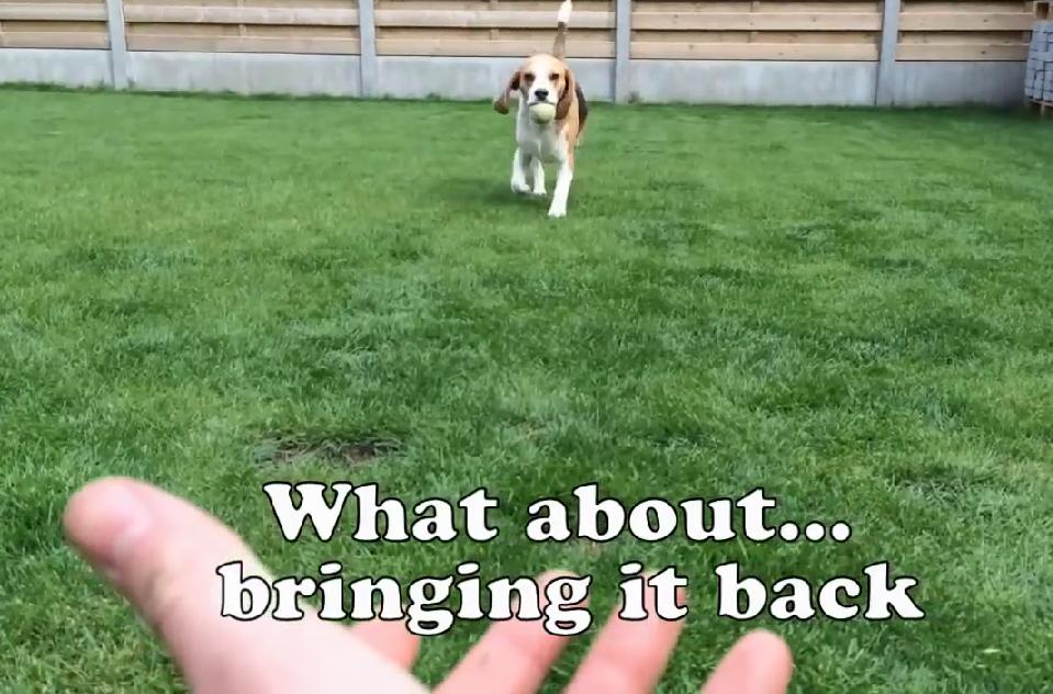 Maybe Playing Fetch With Your Beagle Isn’t Such A Good Idea!