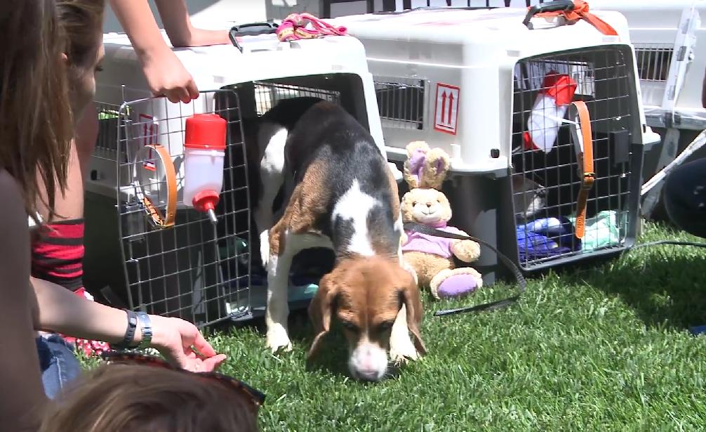 10 Out Of 10 People Cried After Watching This! Beagles Put Their Paws On Real Grass For The First Time!