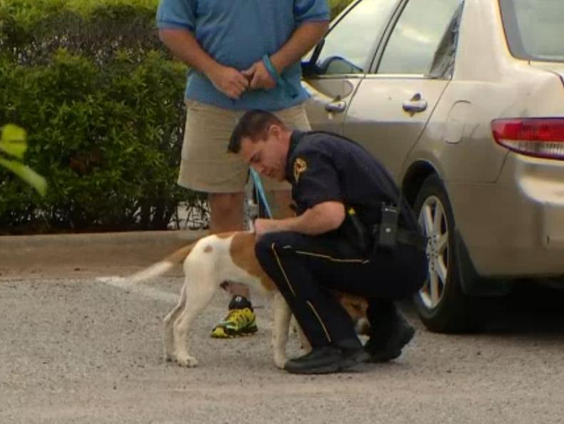 This Beagle Mix Was Left Tied To A Tree, And What The Cop Does Next Is Unbelievable!