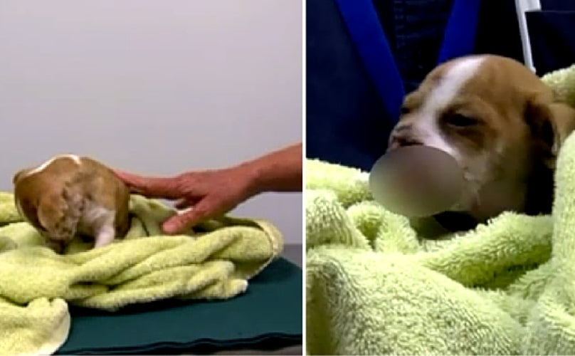 Heroic Doctors Build A New Nose For Beagle Puppy Who Was Hit By A Train!