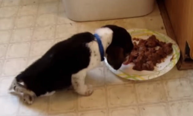 This Beagle Compilation Will Seriously Make Your Day!