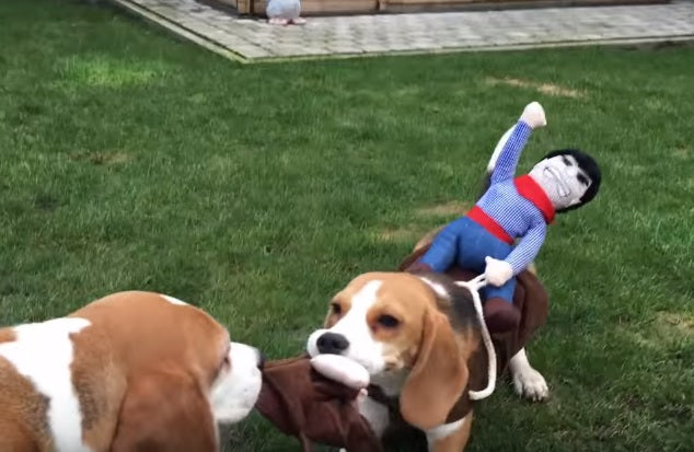 Crazy Cowboy Attempts To Ride A Funny Beagle Dog!