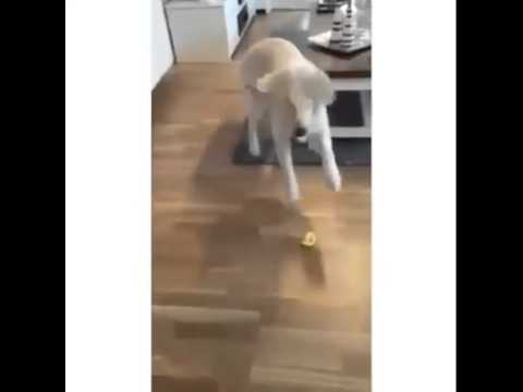 Beautiful Golden Retriever Tastes Lemon, Then Goes Crazy! #WhatInTheWorld?!