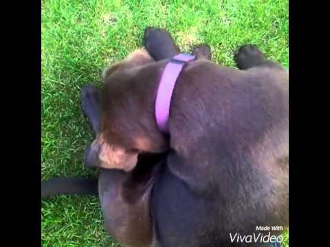 Beautiful Labrador Walks In The Garden And Nibbles On The Grass!