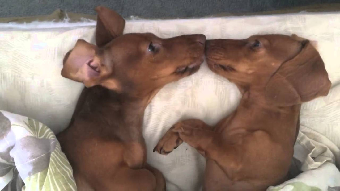 Before Sleeping, See What These Two Dachshund Pups Do To Each Other!