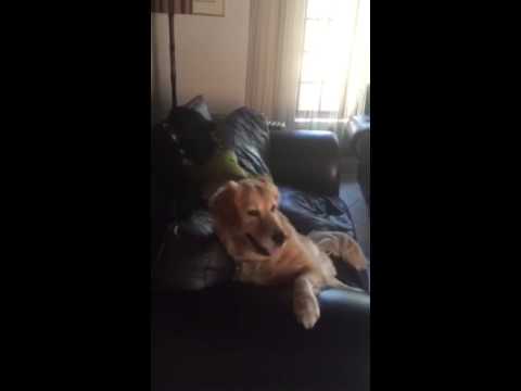 Bella The Adorable Golden Retriever Plays With Her Best Friend DJ!