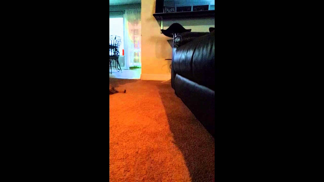 Bella The Dachshund Loves Jumping On The Couch! Look At Her Slo-Mo Talent!