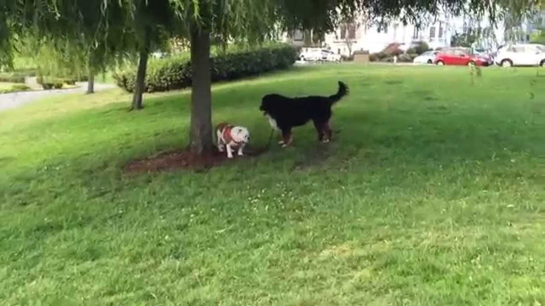 Bella The English Bulldog Is Having The Best Day Of Her Life Playing With Her Friend!