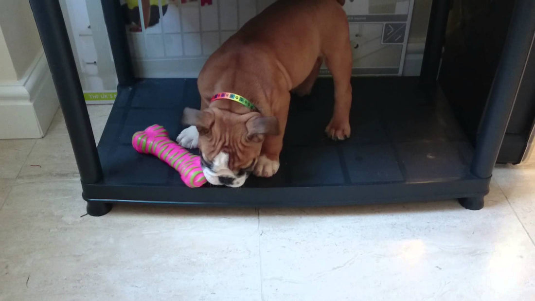 Bella The English Bulldog Playing With Her Squeaky Toy Is Just Awww!!!