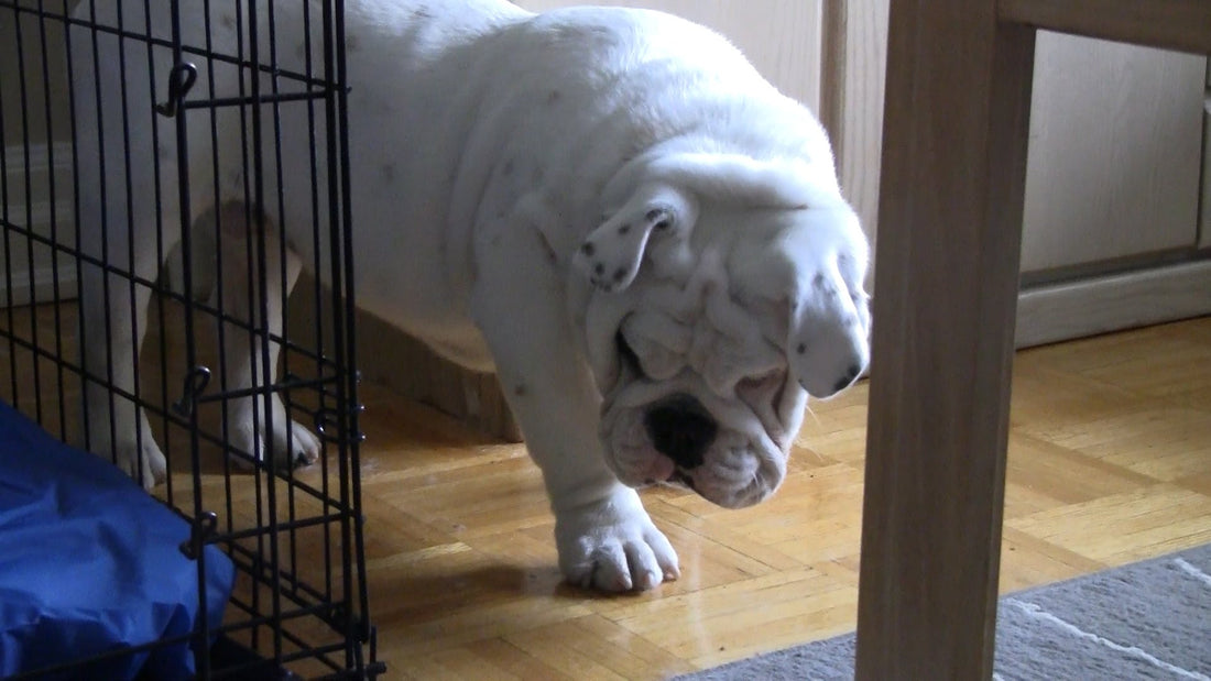 Bentley The English Bulldog Discovers Dust Bunnies! Now He Wants to Track Them Down!