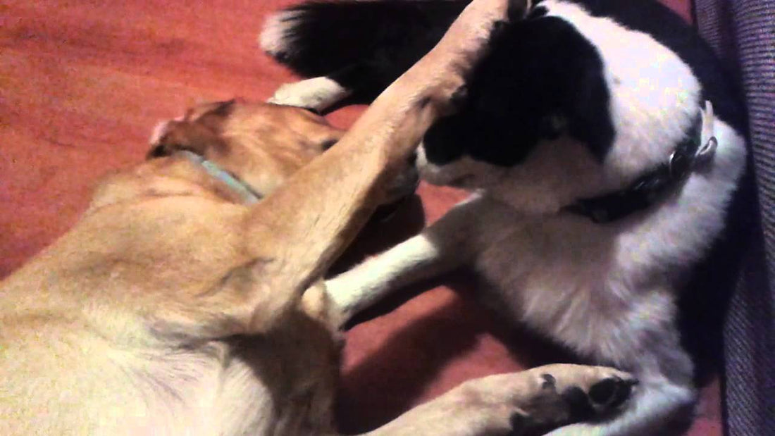 Best Friends Forever! An Adorable Labrador And A Mighty Border Collie! #FriendsForever