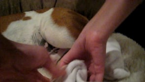 Billy The English Bulldog Doesn't Want To Be Disturbed While He Snores!