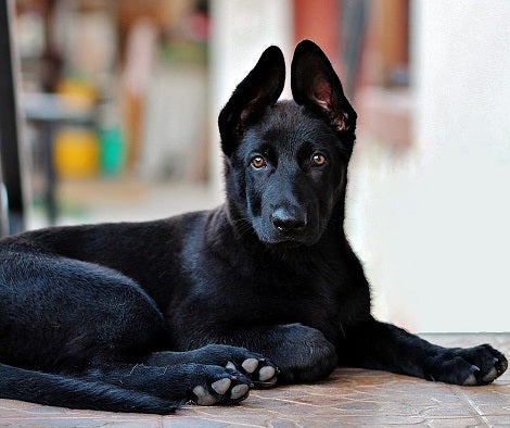 5 Ways To Help A Dog Who Limps At Night