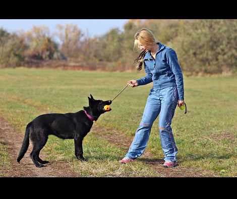 10 Benefits Of Walking Your Dog... For Your Dog! (Part 1)