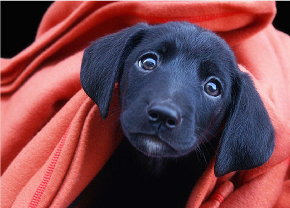 Labrador Pups 101 - Get To Know Your Fur Ball Better!