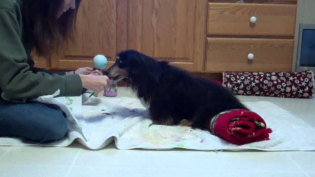 Blind Dachshund Paints Christmas Ornaments To Benefit Other Dogs!