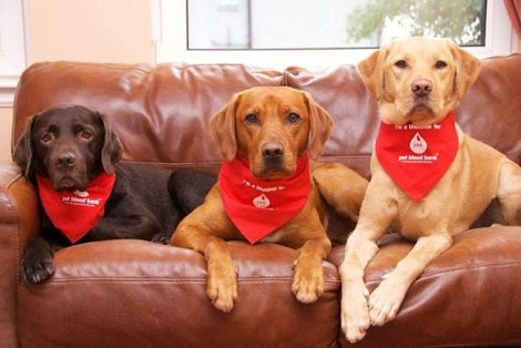 Blood Donor Dogs: True Heroes Who Can Save Your Pup's Life