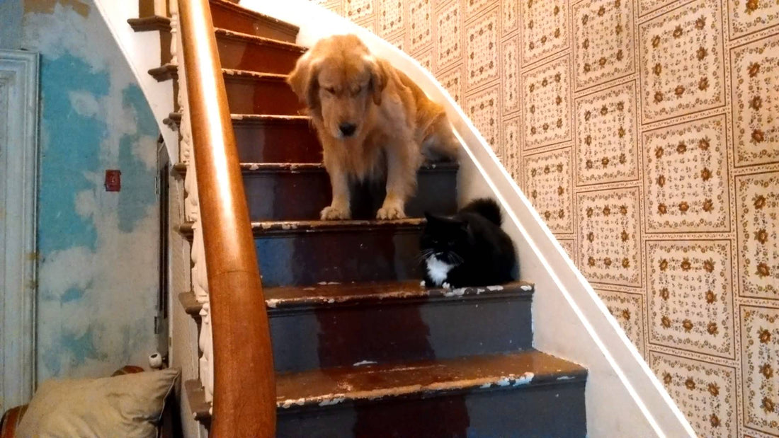 Bo-Sox, The Golden Retriever Is Afraid Of Cats, So When This Cat Didn't Let Him Pass, She Learned A Hilarious Lesson!