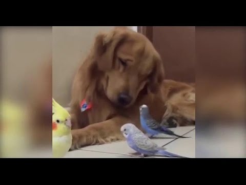 Bob The Golden Retriever Makes Headlines For All The Good Reasons! #UnlikelyFriendship