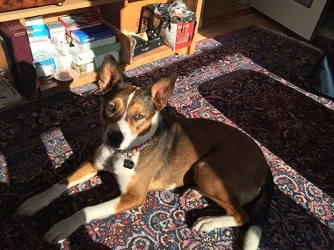 Local Shelter Offers Tips For Pet Parents To Keep Their Pups Healthy And Happy