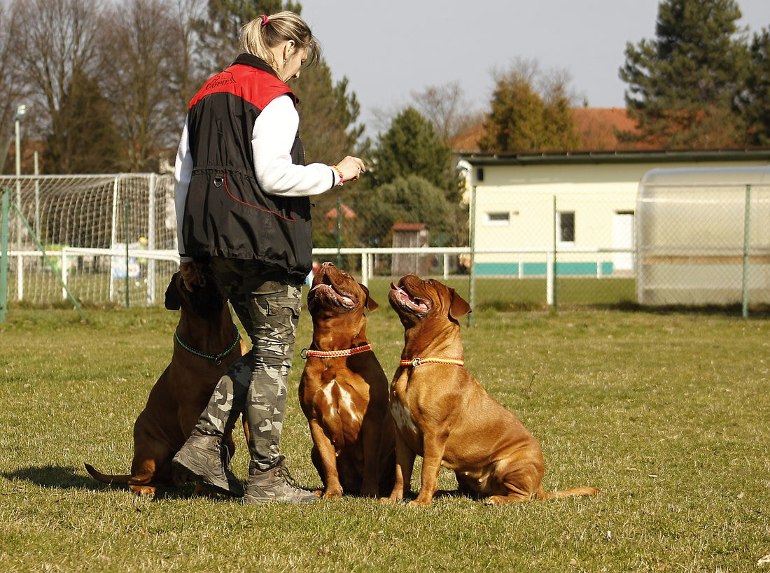 Important Neutering Advice for Big Dog Parents, According To New Study