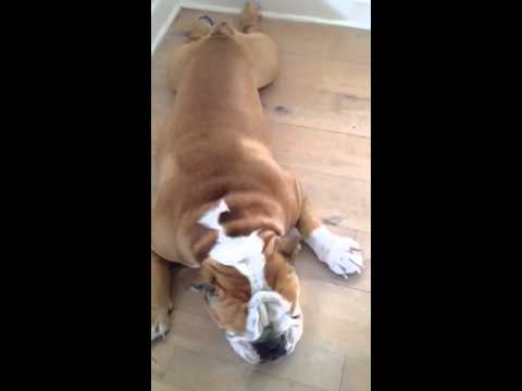 Bosse The English Bulldog Wants To Go For A Walk And THIS Is How He Shows It