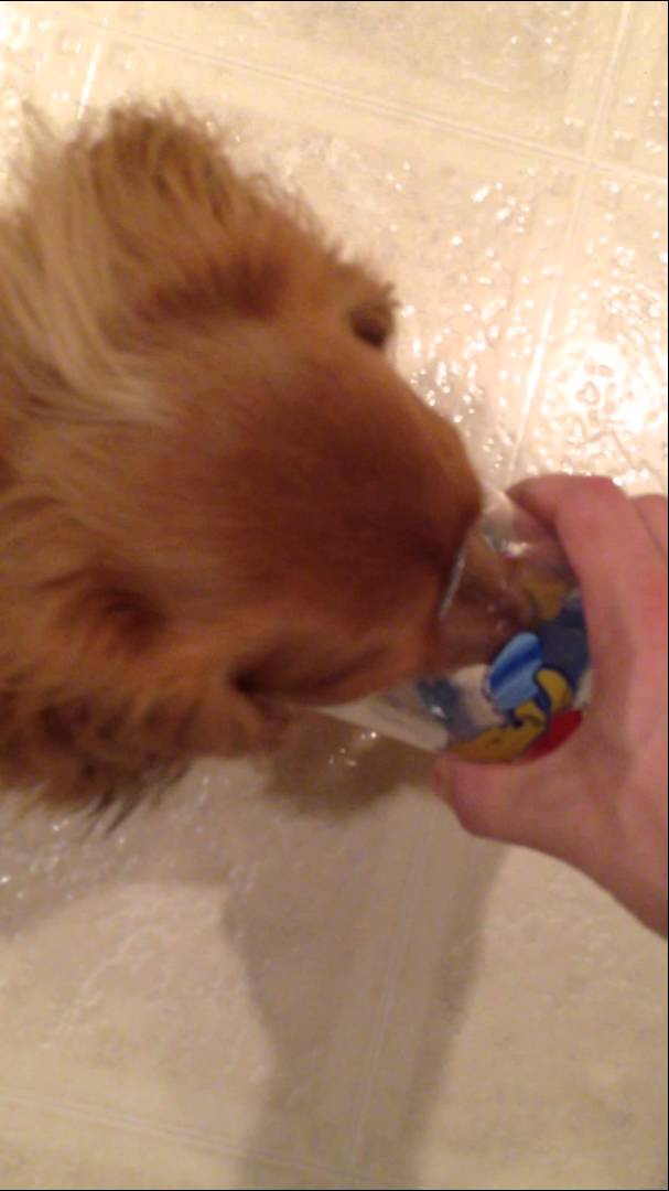 Brady The Dachshund Is Quite Sophisticated! She Drinks Water Like This! #OhMy!