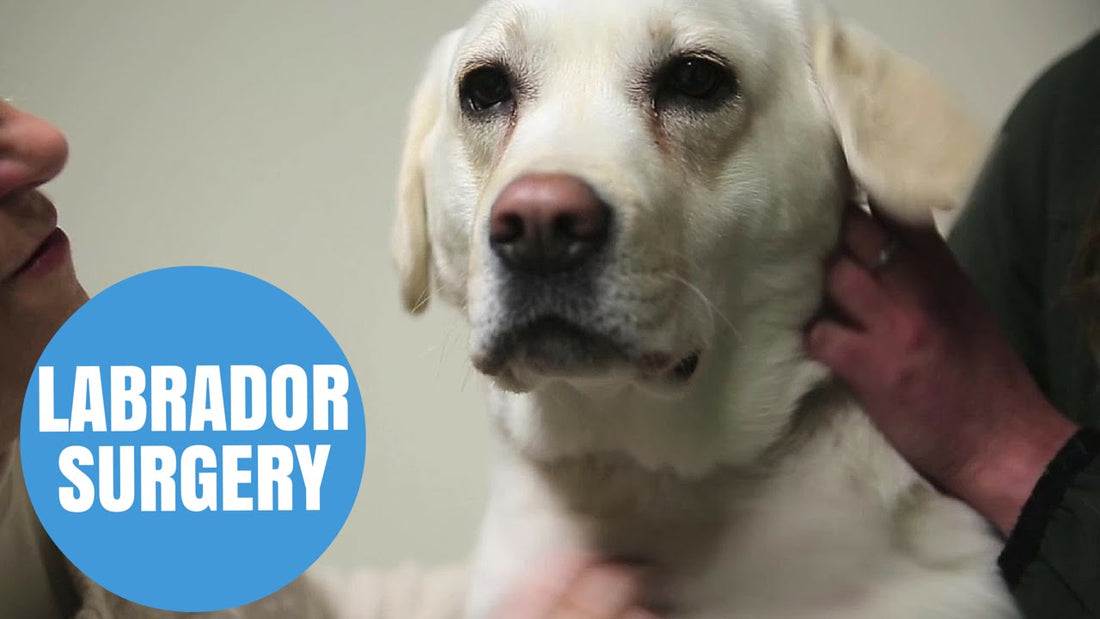 Brave Labrador Pup Undergoes Ground Breaking Open Heart Surgery