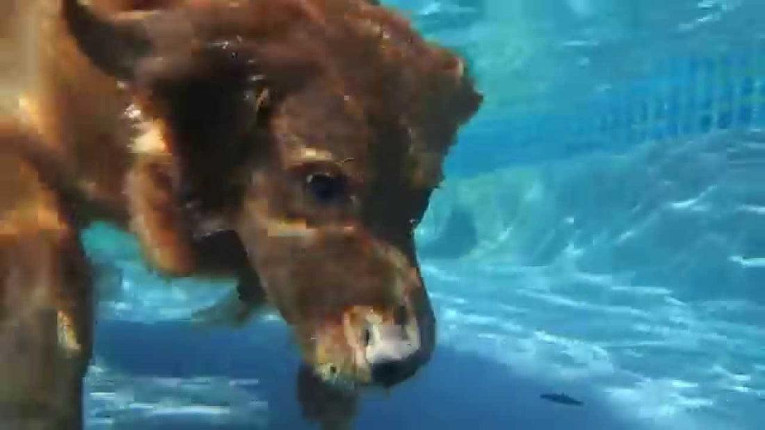 Braxton The Golden Retriever Dives Underwater To Retrieve His Ball?!