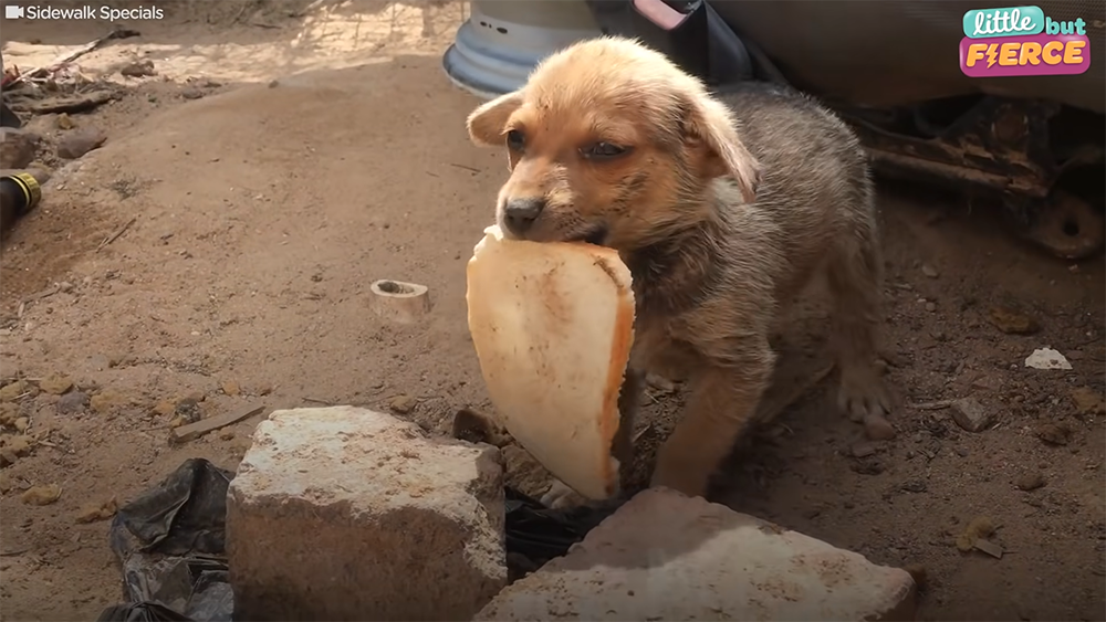 Abandoned Puppy Offers Rescuers In South Africa His Slice Of Bread