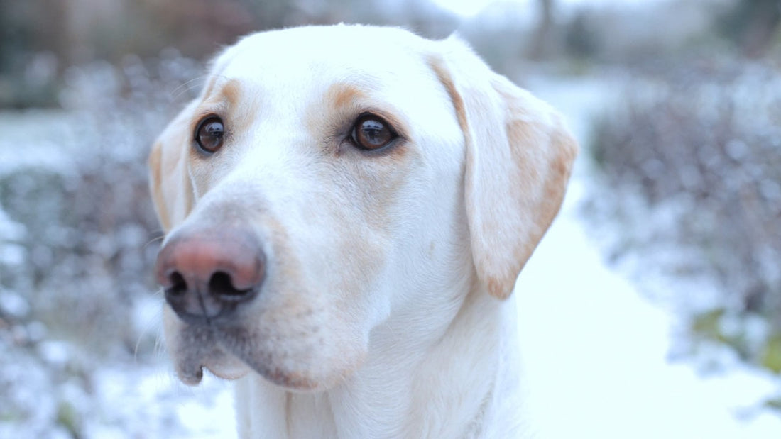 Breathtakingly Beautiful Labrador Plays In The Snow With Huskies! Spot Her!