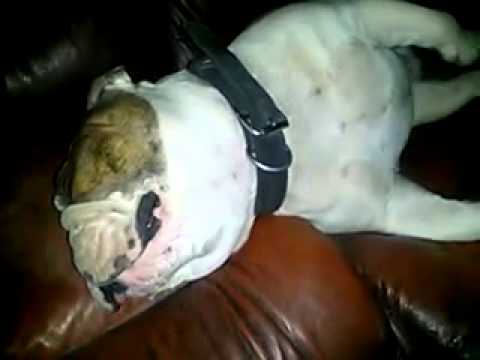 Bruizer The English Bulldog Is Fast Asleep, But That Doesn't Stop Him From...Barking?!