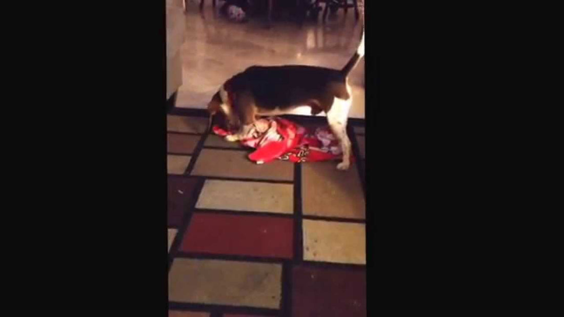 Bruno The Beagle Gets Intimidated By Paper And Blanket! It's Hilarious!