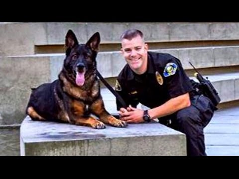 Bruno The German Shepherd Reunites With His Owner After A Near Death Experience