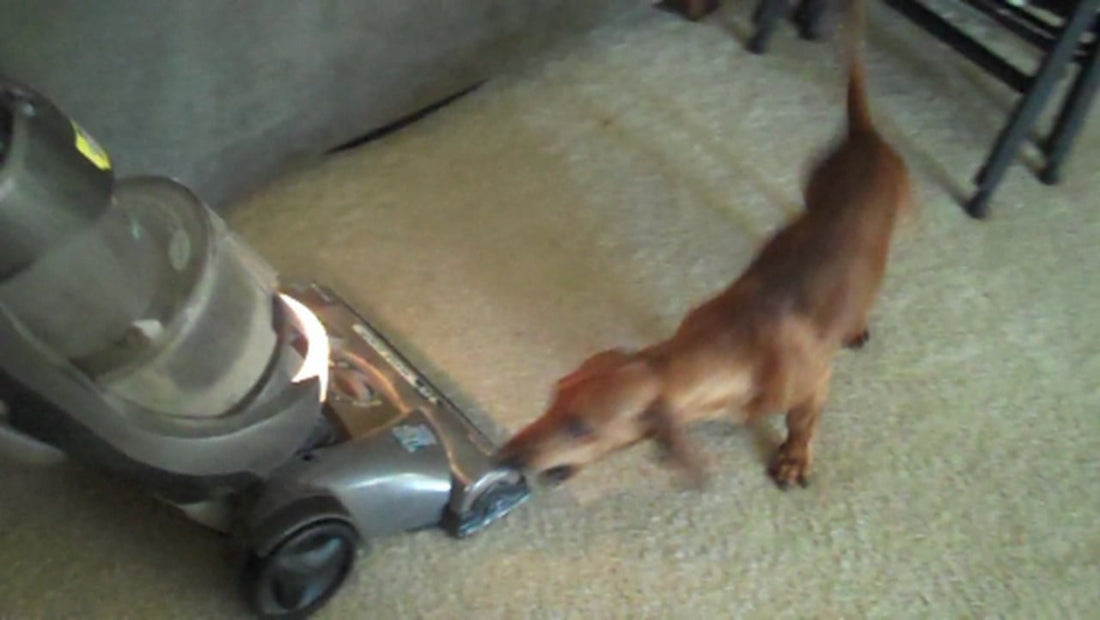 Buddy The Dachshund Absolutely Completely Doesn't Like The Vacuum!