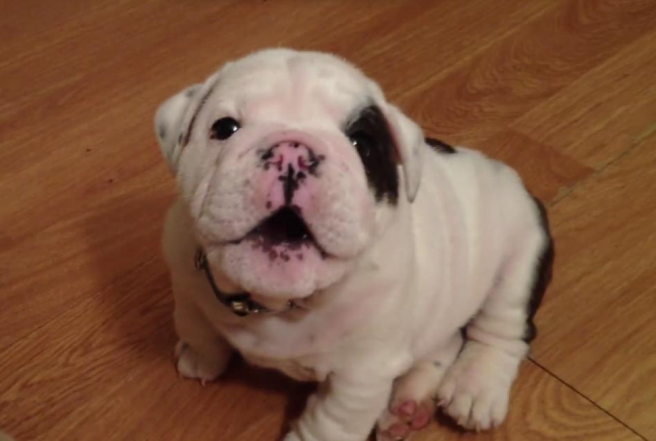 You Don’t Want to Mess With This Guy. Bulldog Puppy Gets Super Mad at His Owner