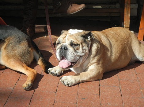 What Should You Do If Your Dog Needs Exercise But Doesn't Want To Walk?
