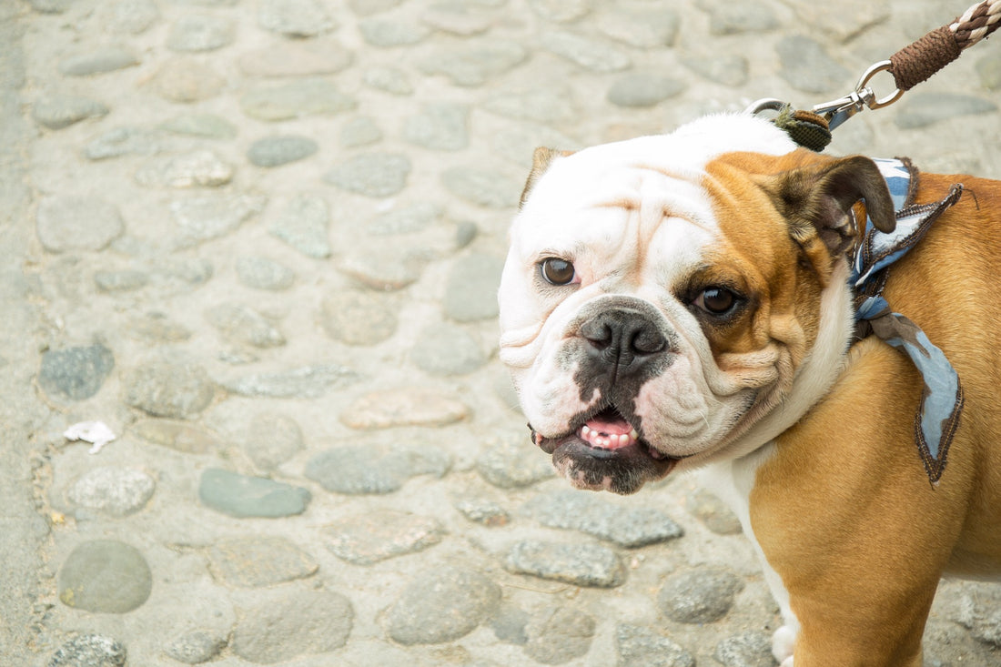 How Much Do You Know About Bulldogs? Take This Quiz And Find Out!