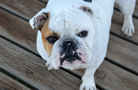 Adorable Pup Participates In California's Bulldog Beauty Contest!