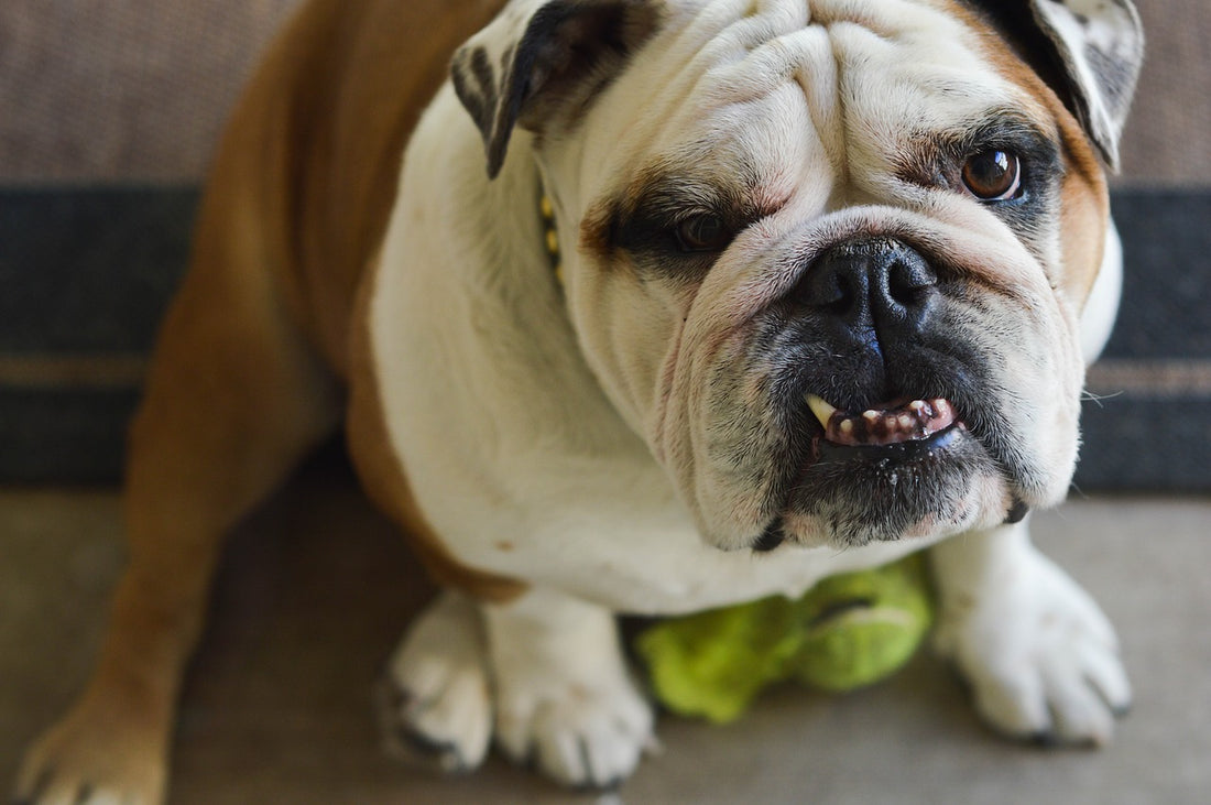 Can Bulldogs Live To Be 18 Years Old?