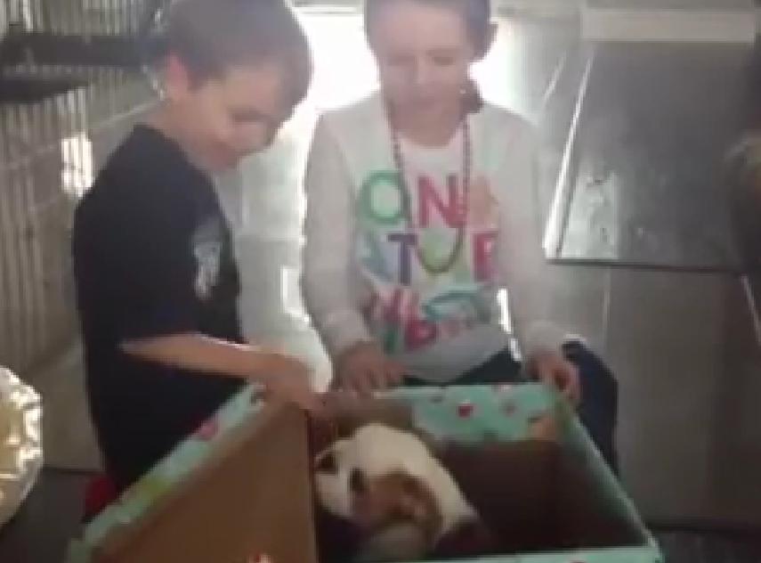 Best Christmas Ever! These Kids Got An English Bulldog Puppy As A Present And They Love It!