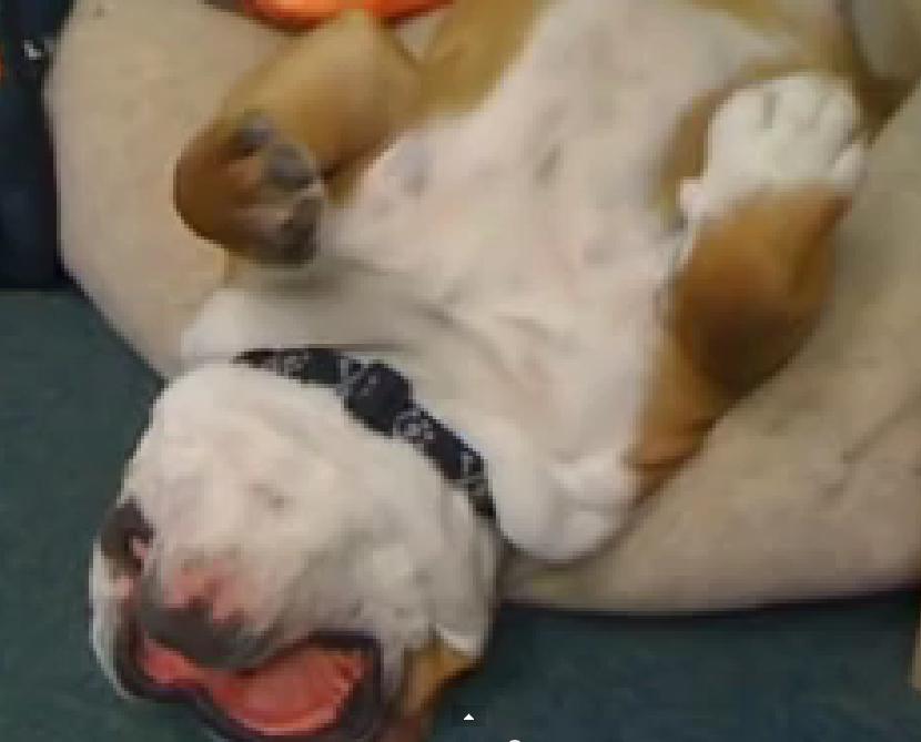 Watch This Video To See What Happens When You Bring Your English Bulldog To Work!