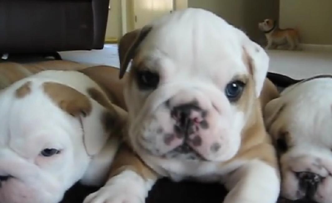 These English Bulldog Pups Are So Cute Especially The One That's Squealing!