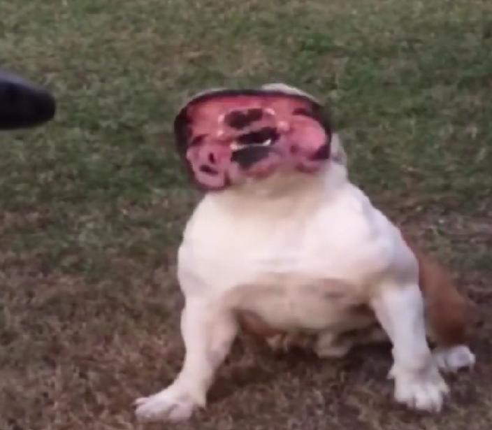 This Is One Of The Funniest Videos Ever! English Bulldog Is Playing With A Leaf Blower!