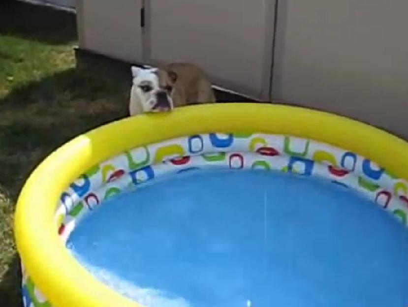 This English Bulldog And His Pool Are Just A Joy To Watch!